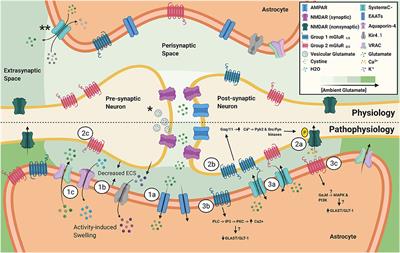 Dysregulation of Ambient Glutamate and Glutamate Receptors in Epilepsy: An Astrocytic Perspective